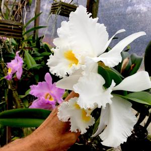 Cattleya Bob Betts