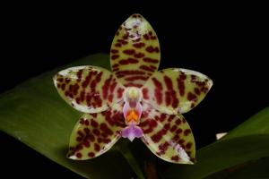 Phalaenopsis GK's Pale Giant