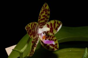 Phalaenopsis GK's Pale Giant