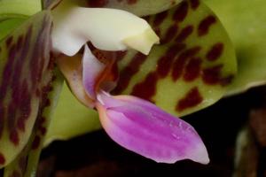 Phalaenopsis GK's Pale Giant