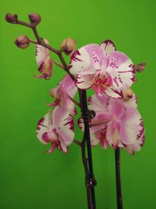 Phalaenopsis Yu Pin Lady