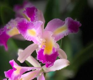 Cattleya Colorama