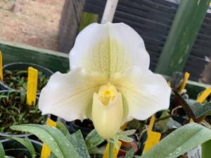 Paphiopedilum Icy Icy Wind