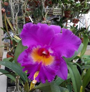 Rhyncholaeliocattleya Akatsuka Fiftieth Anniversary