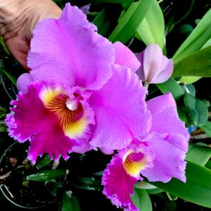 Rhyncholaeliocattleya Zilzie Fry