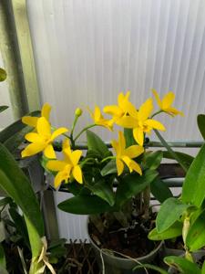 Cattlianthe Blazing Sun