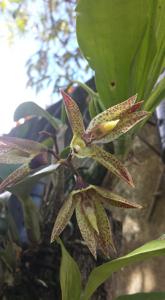 Catasetum lanciferum-Orchidglade