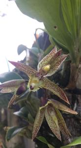 Catasetum lanciferum-Orchidglade