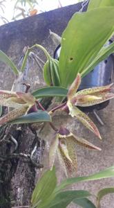 Catasetum lanciferum-Orchidglade