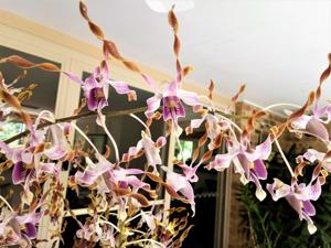 Dendrobium Nicha Storm Chasing