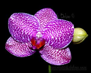 Phalaenopsis LD Gigan Sun