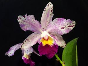 Cattleya Penny Kuroda (Penny Kuroda Gp)