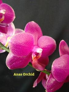 Phalaenopsis Sogo Relex