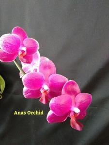 Phalaenopsis Sogo Relex