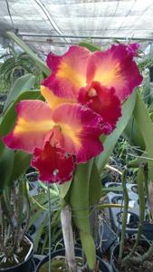 Rhyncholaeliocattleya Village Chief Belle