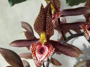 Catasetum Alice Maud