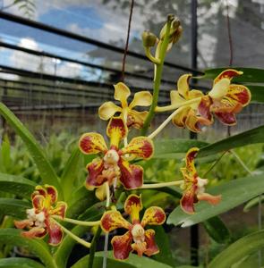 Vanda Roy Cimatu