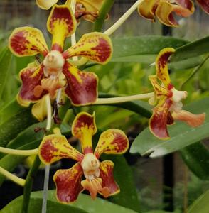 Vanda Roy Cimatu