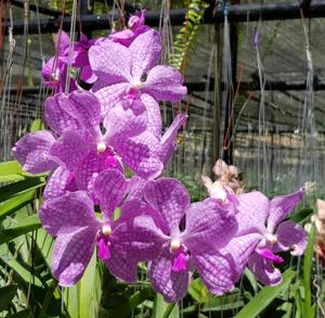 Vanda Wirat