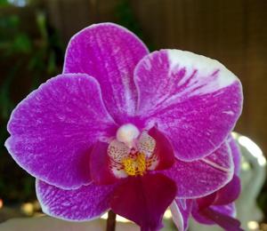 Phalaenopsis Little Gem Stripes