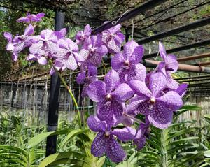 Vanda Rothschildiana