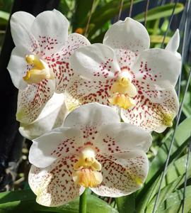 Vanda Kultana Gold