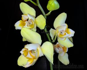 Phalaenopsis Brother Golden Jaguar