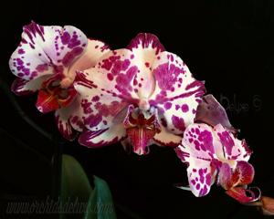 Phalaenopsis Yu Pin Lady