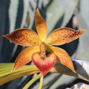 <i>Cycnodes</i> Spotted Hornet