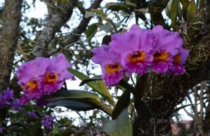 Rhyncholaeliocattleya James Hausermann