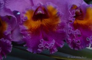 Rhyncholaeliocattleya James Hausermann