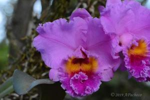 Rhyncholaeliocattleya James Hausermann