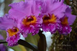 Rhyncholaeliocattleya James Hausermann