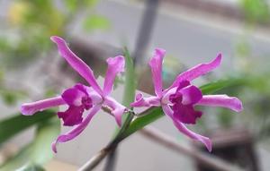 Cattleya elegans