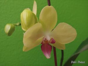 Phalaenopsis Nova