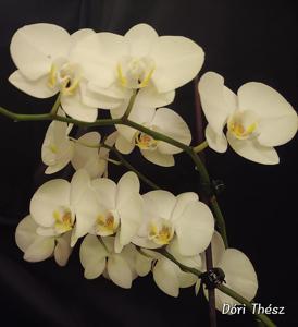 Phalaenopsis York