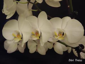 Phalaenopsis York