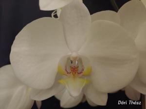 Phalaenopsis York