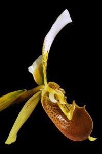 Paphiopedilum Leeanum