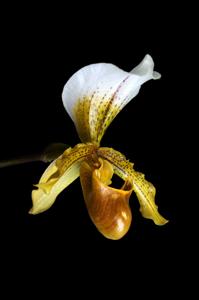 Paphiopedilum Leeanum