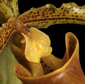 Paphiopedilum Leeanum