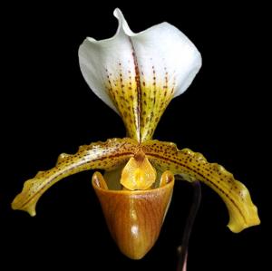 Paphiopedilum Leeanum