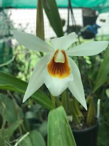 Coelogyne Memoria W. Micholitz