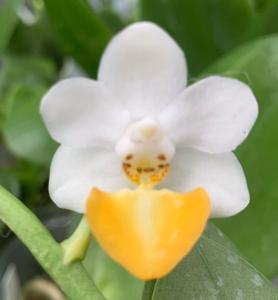 Phalaenopsis Chienlung Cute Lobi