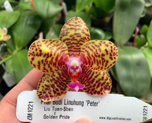 Phalaenopsis Budi Linuhung