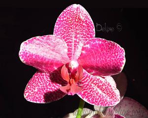 Phalaenopsis LD Gigan Sun