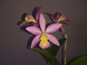 Cattlianthe Aurora's Kodama Velvet