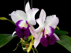 Cattleya Memoria Robert Strait