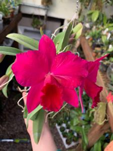 Rhyncholaeliocattleya Loud Nine