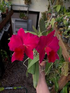 Rhyncholaeliocattleya Loud Nine